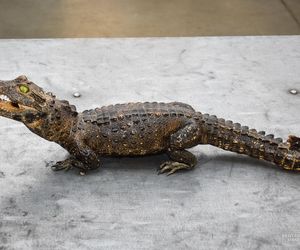 Chciał przewieźć krokodyla w bagażniku. Nieudana próba przemytu na Podkarpaciu