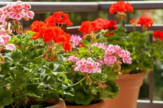 Rozcieńcz z wodą i podlej pelargonie, a bujne kwiaty będą dosłownie wylewać się z doniczek. Twój balkon będzie najpiękniejszy w okolicy. Naturalny nawóz do pelargonii