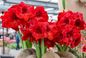 Jak uprawiać i pielęgnować hippeastrum, często zwane amarylisem