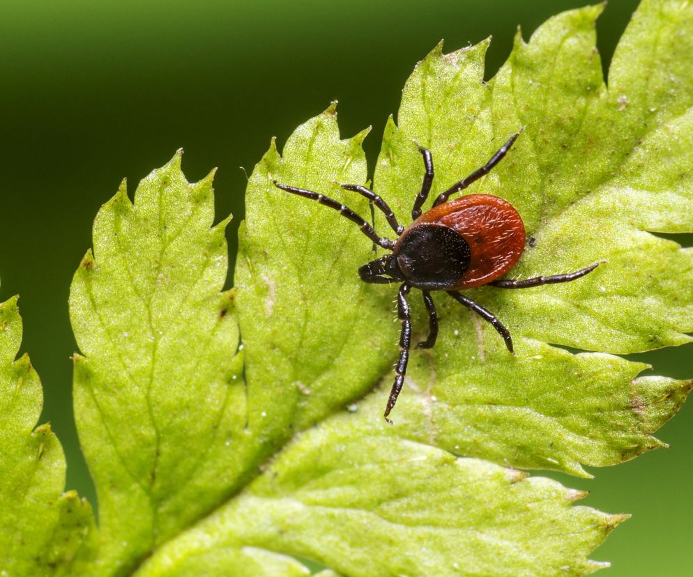 Powszechnie uważa się, że  najgroźniejsze kleszcze występują  tylko w lesie. Tymczasem te pasożyty można spotkać nawet w centrum  miasta.