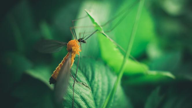 Inwazja komarów w Warszawie. Czy będą opryski przeciw owadom? 
