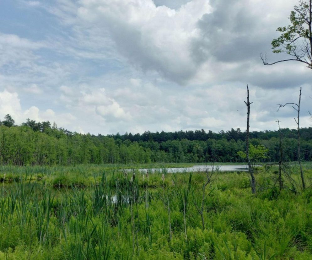 Nowe rezerwaty na Warmii i Mazurach. Sprawdź lokalizacje