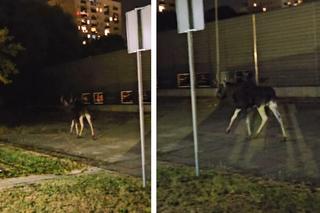 Łoś biegał po Rzeszowie