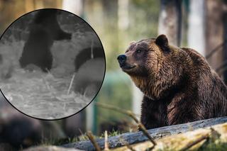 Rodzinka niedźwiedzi buszuje w sadzie. Leśnicy pokazują nagrania i przestrzegają 