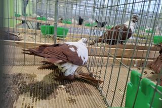 Kalisz. Rasowe gołębie, drób i króliki można podziwiać w hali OSRiR