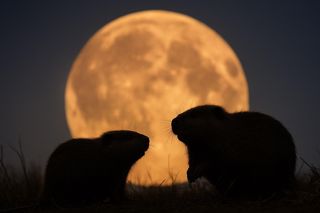 Nadchodzi czas bobrów i Superksiężyca. Niezwykła pełnia rozświetli listopadowe niebo