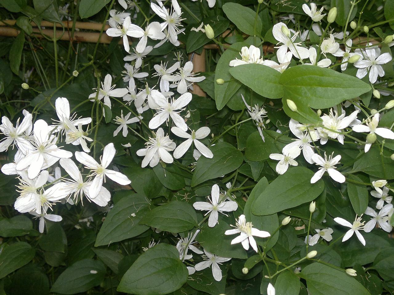 Powojnik mandżurski - Clematis mandschurica