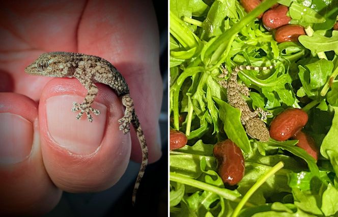 W opakowaniu rukoli znaleziono żywego gekona
