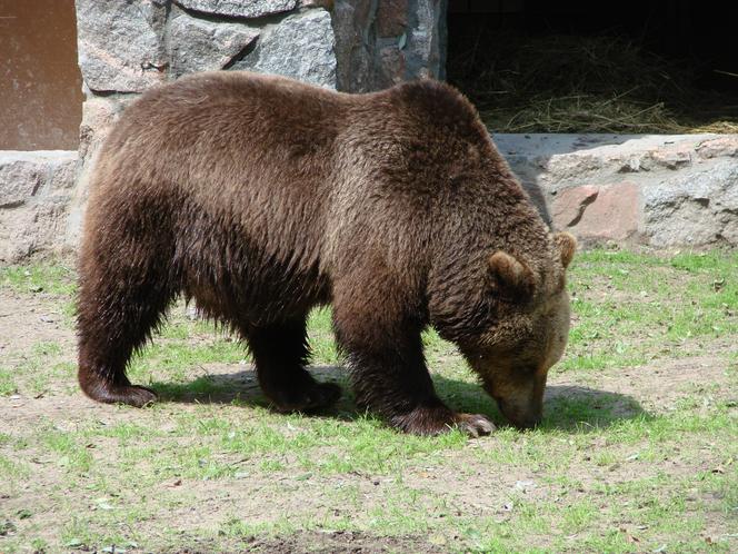 Akcent ZOO. Niedźwiedzica Jola zmarła po chorobie