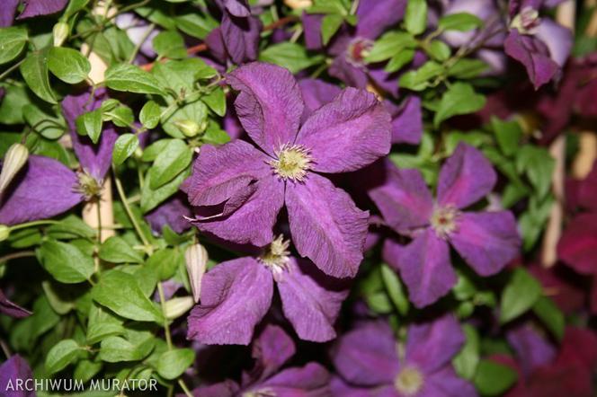 Powojnik  ‘Polish Spirit’ - Clematis  ‘Polish Spirit’