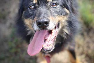 Zula czeka na nowy dom. Adoptuj psa ze schroniska w Białymstoku