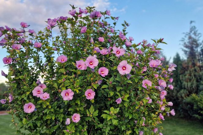 Przyszykuj składniki jak do ciasta, zamieszaj i podlej hibiskusa. Rozkwitnie tak, że aż krzykniesz z zachwytu na widok okazałych kwiatów. Domowy nawóz do hibiskusa