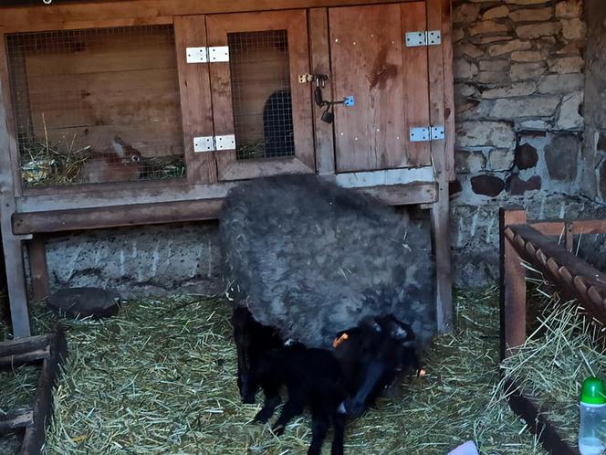 Radosny dzień w Muzeum Wsi Radomskiej! 