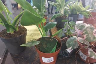 Tłumy na Festiwalu Roślin w Rzeszowie [GALERIA]