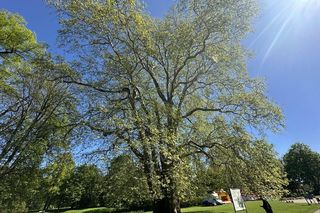 Platan Konstytucyjny w Dobrzycy