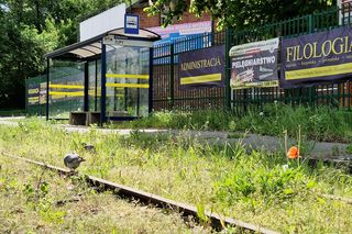 Torowisko tramwajowe na Babiej Wsi w Bydgoszczy zarośnięte chwastami. Tramwaje zniknęły stąd lata temu