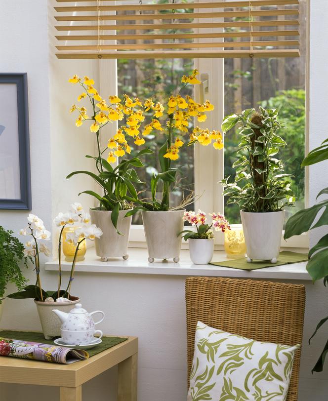 Storczyk Oncidium i Phalaenopsis