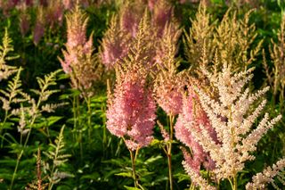 Tawułka japońska - Astilbe japonica