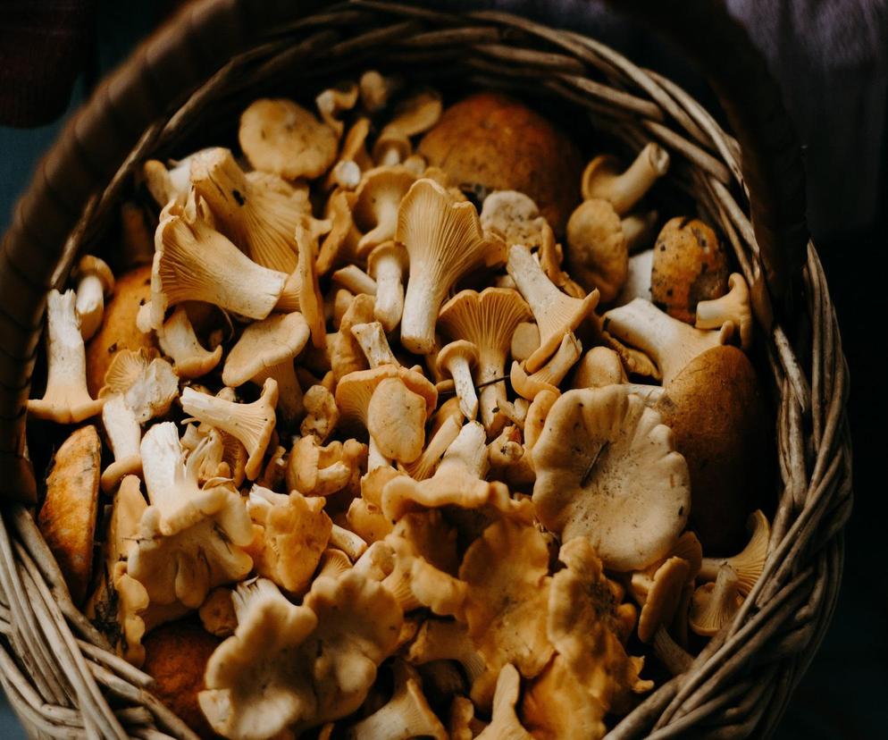 Lasy w Polsce są pełne grzybów. A ile kosztują? Ceny grzybów we wrześniu 2023