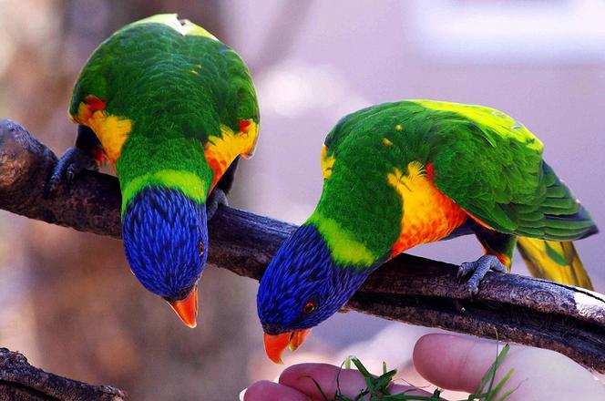 Papugi na wyciągnięcie ręki. Rio w Gorzowie