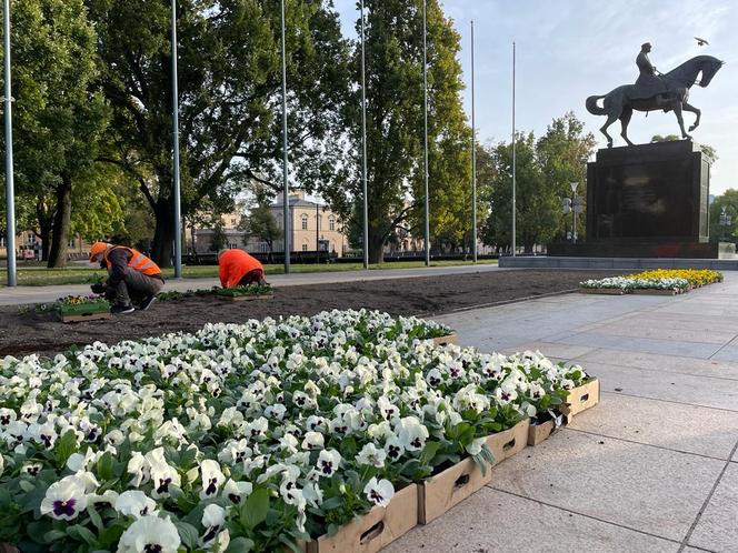 Lublin zmienia ubarwienie na jesień. Ulice ozdobią różnokolorowe bratki