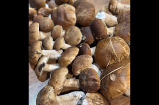 To najpiękniejsze grzyby w Polsce 2024. Oto Wasze zbiory leśnych skarbów