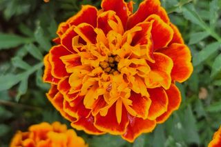 Aksamitka rozpierzchła