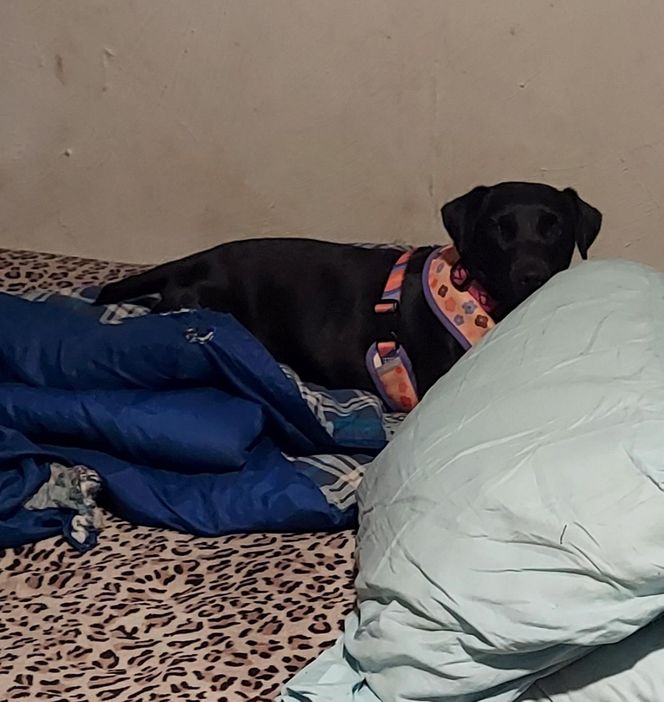 Polka oskarża PETA o kradzież psa