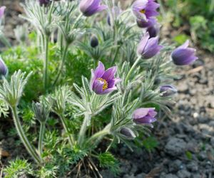 Sasanka zwyczajna - Pulsatilla vulgaris