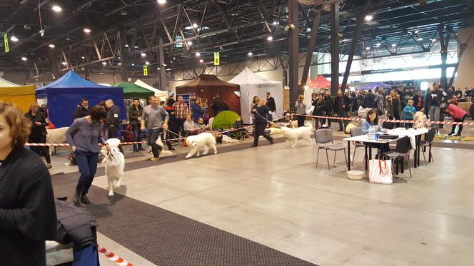 EXPO SILESIA DOG SHOW 2017