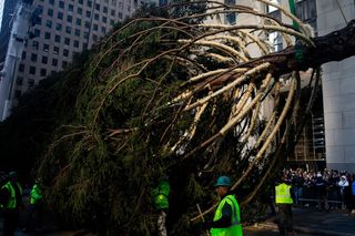 W Nowym Jorku stanęła choinka. Tłumy towarzyszyły jej transportowi