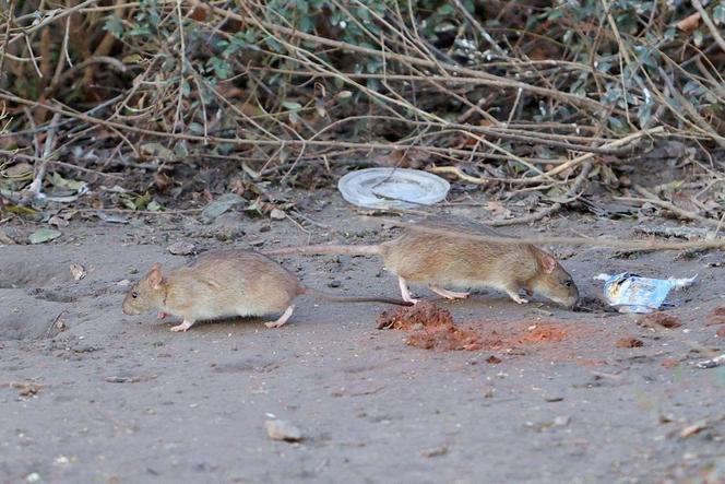 Na Górczynie mieszkańcy mają problem z szczurami