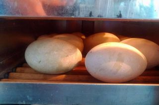 Nie żyje drugi łabędź z Chorzowa. Miasto chce zamontować w okolicy stawu kamerę monitoringu