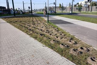 Kraków. Nasadzenia w ramach budowy KST do Górki Narodowej. Mieszkańcy krytykują: „ozdobne krzewy proszę sobie posadzić w ogródku albo na balkonie”