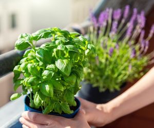 Ta roślina przyciąga bogactwo. W lipcu warto ustawić ją na balkonie