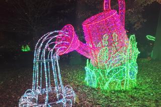 Lumina Park w Poznaniu. Znamy pierwsze szczegóły parku iluminacji w Ogrodzie Dendrologicznym Uniwersytetu Przyrodniczego