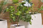 Donice na balkon i do ogrodu - Beliani