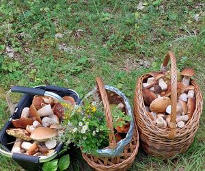 Wysyp grzybów w woj. lubelskim 