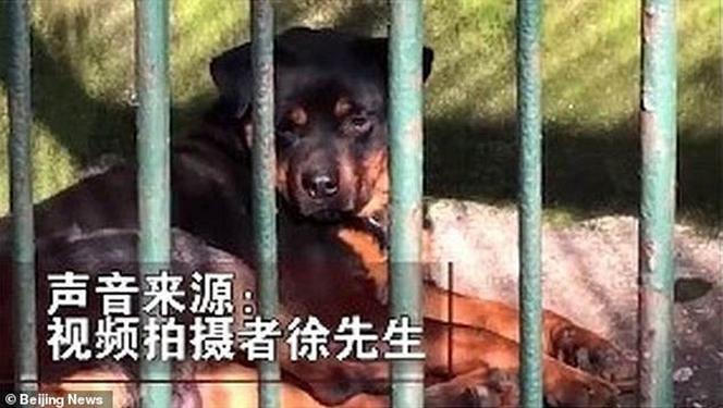Chińczycy podrobili wilki! Nie zgadniesz co zrobili pracownicy zoo