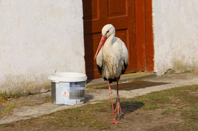 Deszcz uszkodził dom bocianiej rodziny w Krutyni