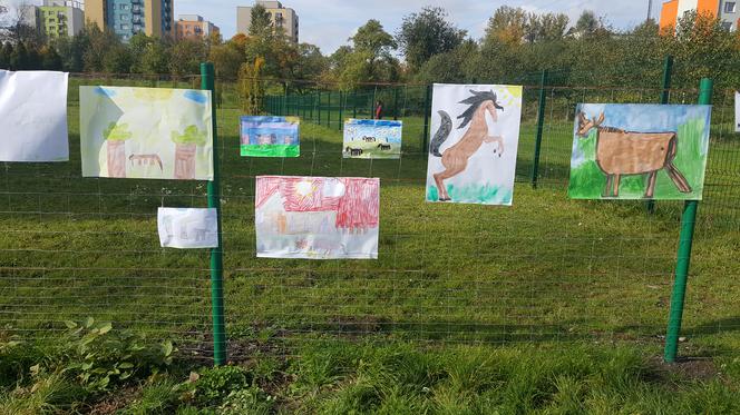 Pastwisko dla koni w Sosnowcu