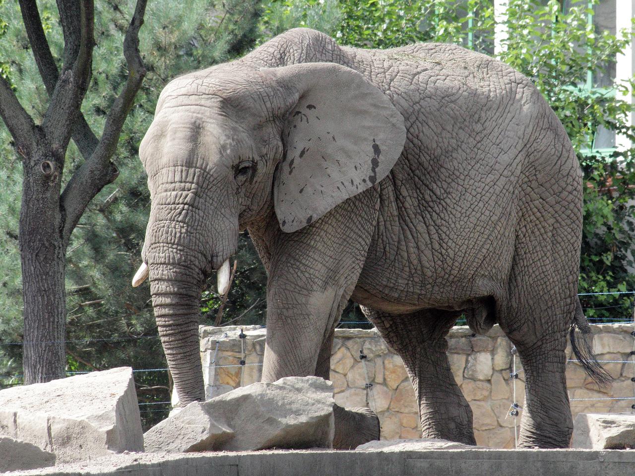 Postawcie słonia na Szlakowisku, będzie większą atrakcją niż winniczka. Ostro na sesji miejskiej