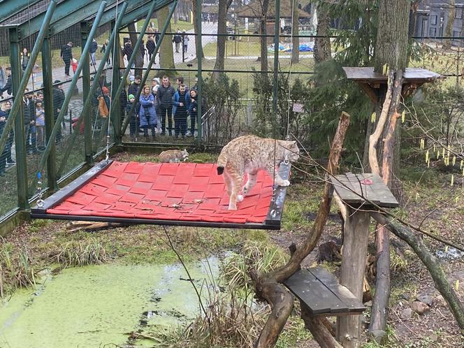 Dzień kota w łódzkim zoo. To doskonała okazja na obserwowanie nowego osobnika