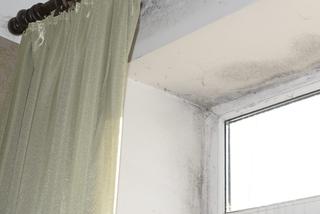 Ten grzyb nas zabije! Przerażające warunki w mieszkaniu komunalnym na Mińskiej.