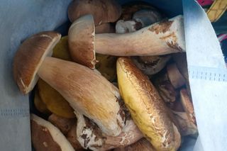 Grzyby są już w woj. lubelskim!