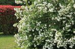 Kalina koralowa 'Roseum'