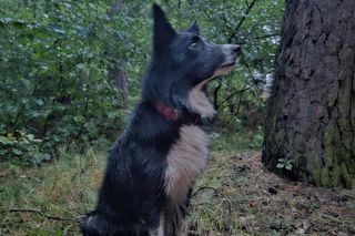 Szczęśliwy finał poszukiwań. Fresh odnalazł seniorkę, która zaginęła w lesie