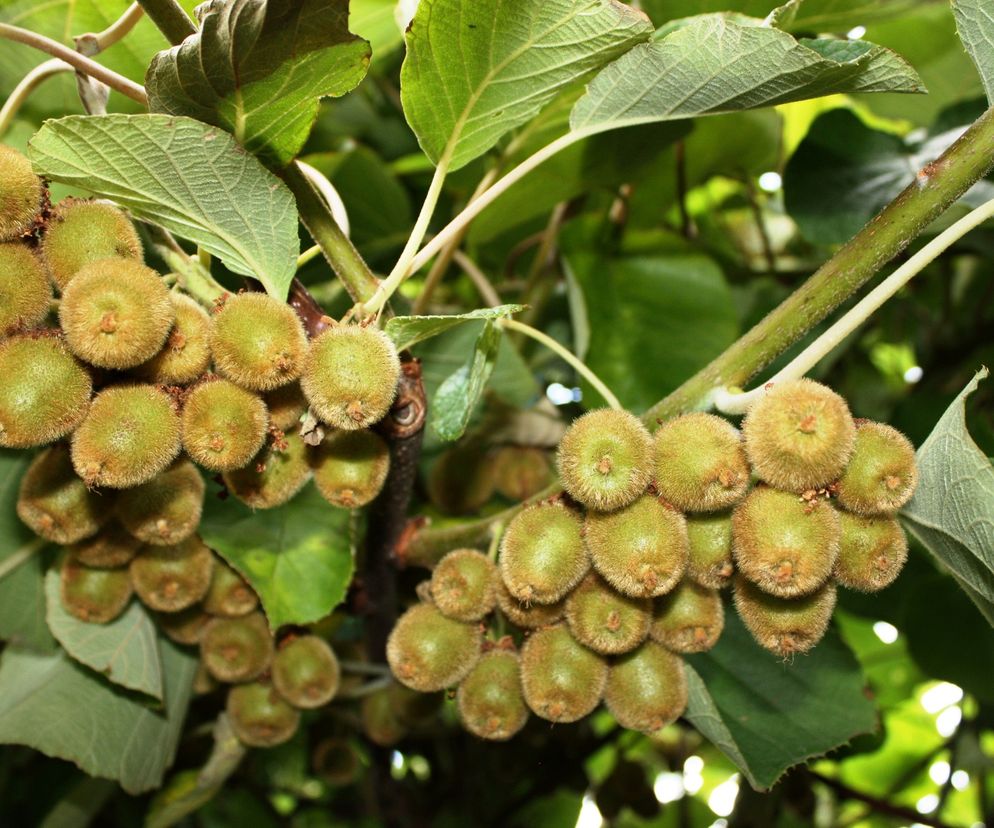 Można się również spotkać z minikiwi Nergi. Jest to nazwa handlowa  odmian minikiwi wyhodowanych przez New Zealand`s Plant and Food  Research.