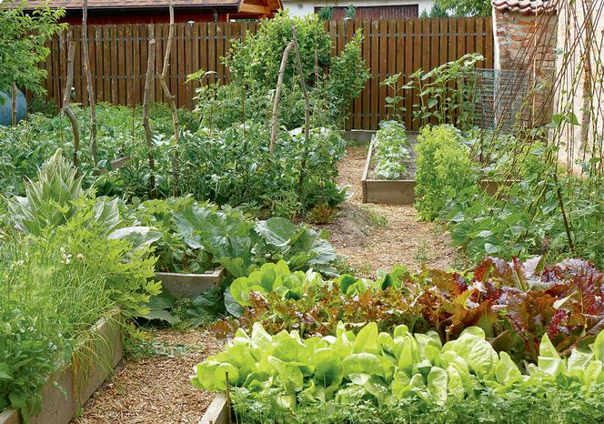 Skrzynia na warzywa - ogród warzywny