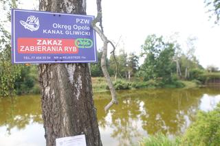 Wyłowiono już ponad 110 ton śniętych ryb. Tu już nie ma życia